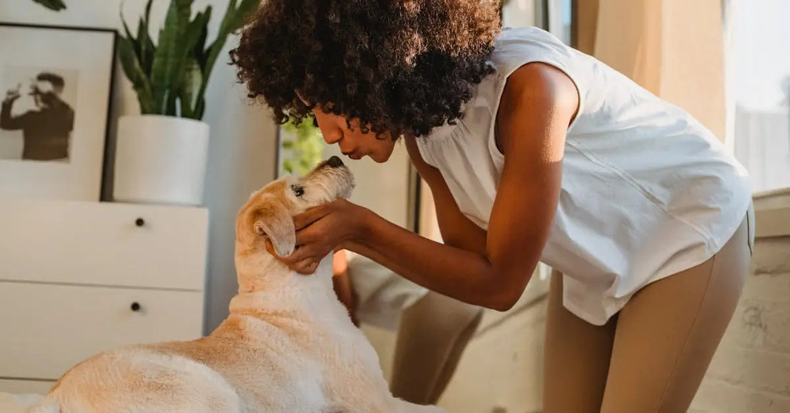 2025 Pet Care Picks: Premium Food, Cosy Beds & Smart Outdoor Solutions for UK Pets