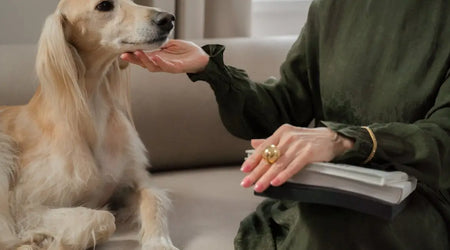 The 2025 Pet Care Upgrade: Smart Essentials Every UK Owner Needs