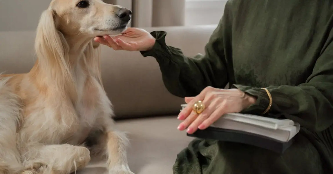 The 2025 Pet Care Upgrade: Smart Essentials Every UK Owner Needs