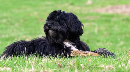 Best Pet Essentials for UK Owners in 2025: Food, Bedding & Safety Picks