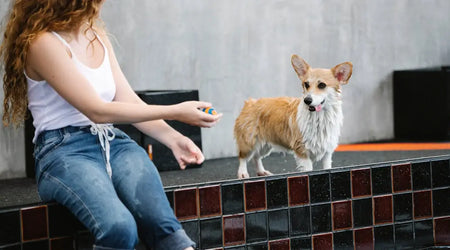 Discover the Best Wet and Dry Pet Foods for Happy, Healthy Cats and Dogs in 2025