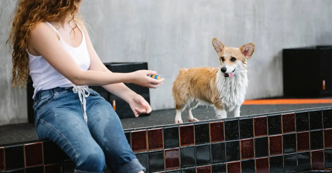 Discover the Best Wet and Dry Pet Foods for Happy, Healthy Cats and Dogs in 2025