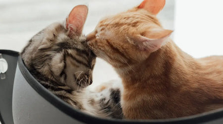 The Ultimate Cat and Dog Comfort Guide: Top 5 Essentials for Happy UK Pets