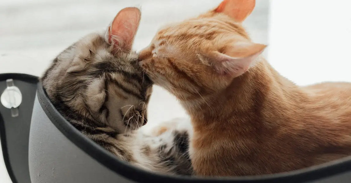 The Ultimate Cat and Dog Comfort Guide: Top 5 Essentials for Happy UK Pets