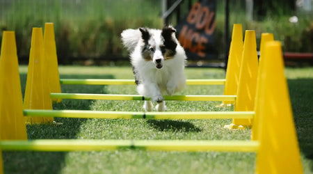 Keeping Your Cat Safe Outdoors: UK Garden Hazards and Smart Solutions