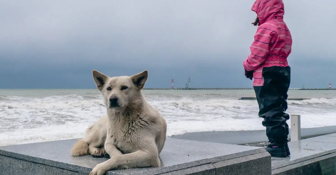 Cold Weather Pet Safety: Protecting Your Dog and Cat This Winter in the UK