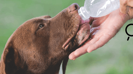 Hot Weather, Happy Pets: A Guide to Summer Safety for UK Dog Owners