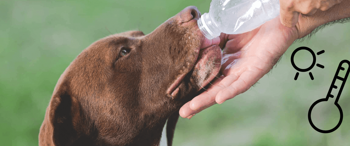Hot Weather, Happy Pets: A Guide to Summer Safety for UK Dog Owners