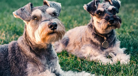 Essential Pet Products for Everyday Adventures: Top Picks for UK Dogs and Cats in 2025