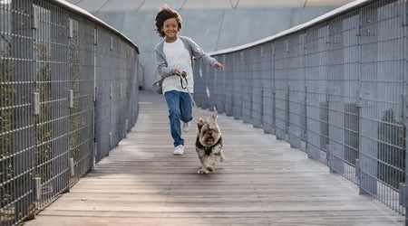 Smart Solutions for Modern Pet Owners: Essential Products for Happy UK Pets in 2025