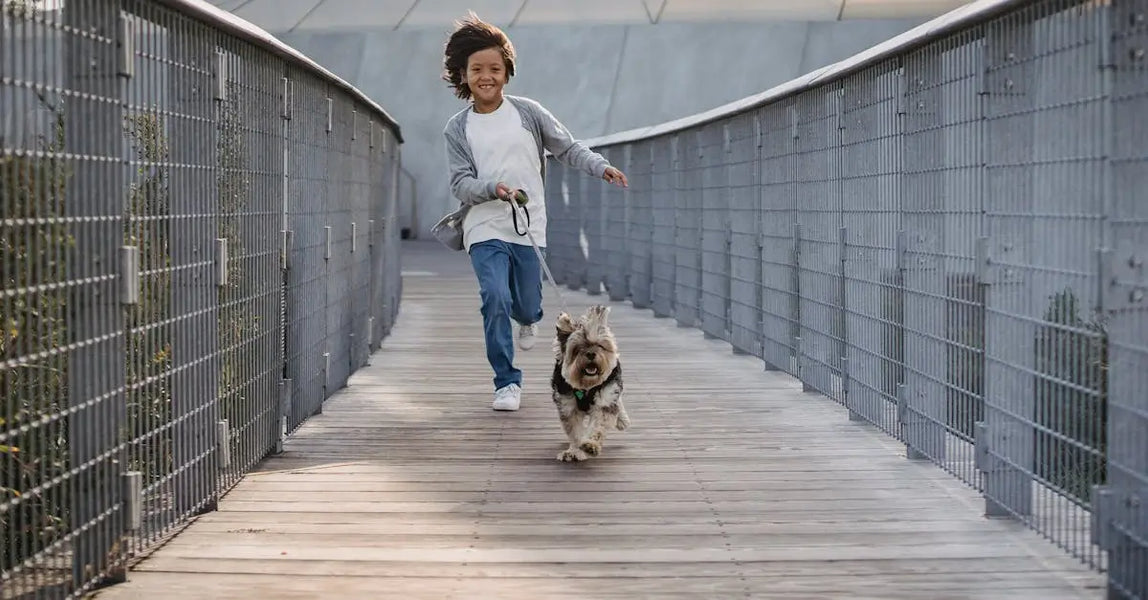 Smart Solutions for Modern Pet Owners: Essential Products for Happy UK Pets in 2025