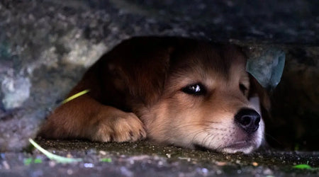 The Hidden Hazards: Everyday Pet Safety Risks in UK Homes and How to Prevent Them