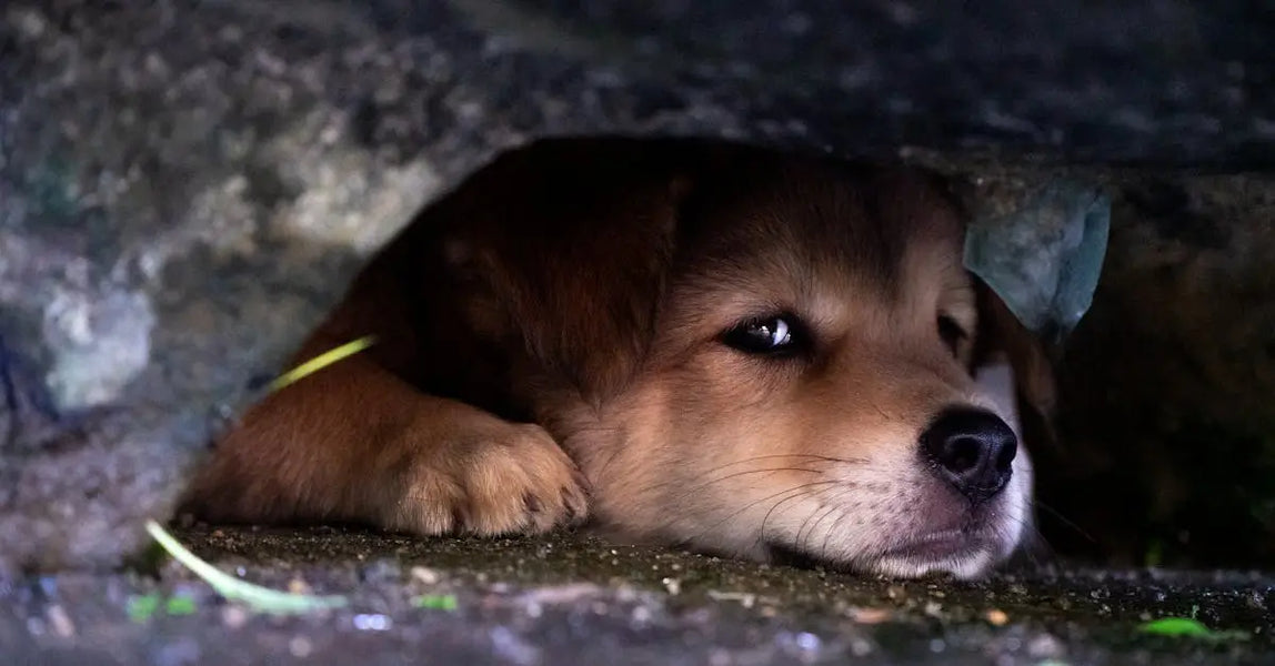 The Hidden Hazards: Everyday Pet Safety Risks in UK Homes and How to Prevent Them