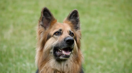 Expert-Recommended Pet Foods and ID Tags for Happy, Healthy UK Pets in 2025