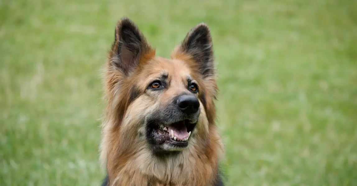 Expert-Recommended Pet Foods and ID Tags for Happy, Healthy UK Pets in 2025