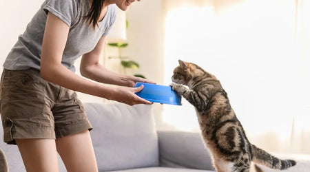 The Ultimate Guide to Healthy Feeding and Interactive Mealtime for UK Dogs and Cats in 2025