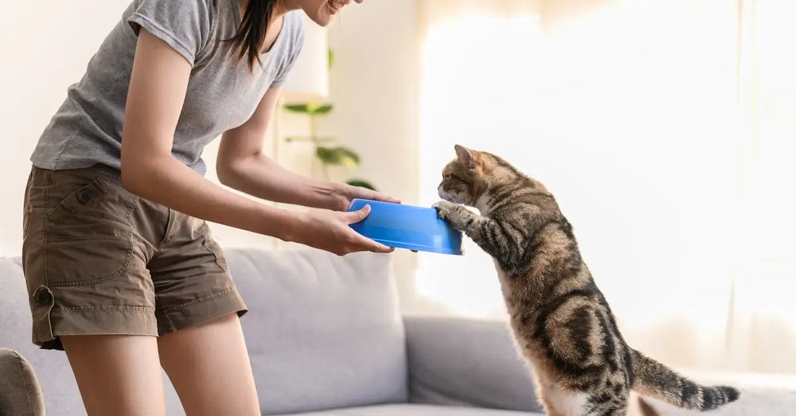 The Ultimate Guide to Healthy Feeding and Interactive Mealtime for UK Dogs and Cats in 2025