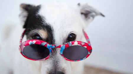 Heatwave Pet Safety: How to Keep Your Dog or Cat Cool in the UK