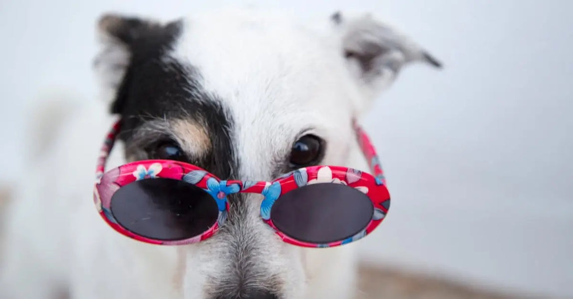 Heatwave Pet Safety: How to Keep Your Dog or Cat Cool in the UK