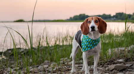 Heatwave Hazards: Protecting Your Pet from Summer Risks in the UK