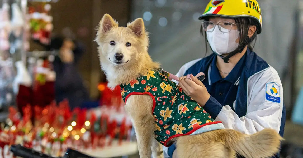 Holiday Pet Safety in the UK: Essential Tips for Secure and Stress-Free Celebrations