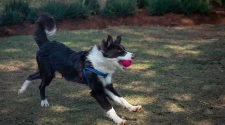 Black and white dog wearing blue harness playing fetch with pink ball in grassy yard
