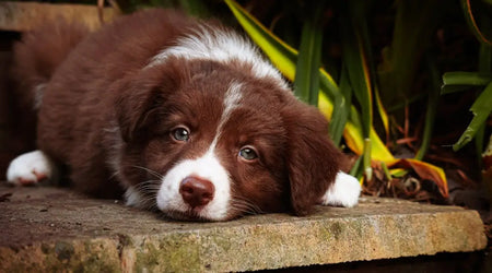 Lost Pet Anxiety? Practical Steps for Fast Recovery in the UK