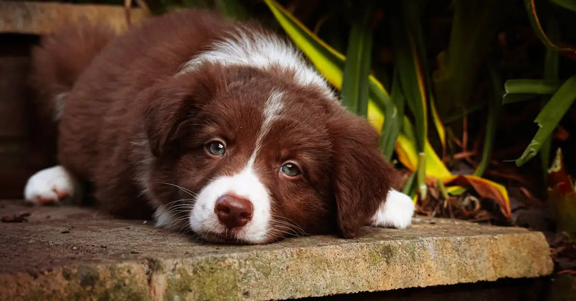 Lost Pet Anxiety? Practical Steps for Fast Recovery in the UK