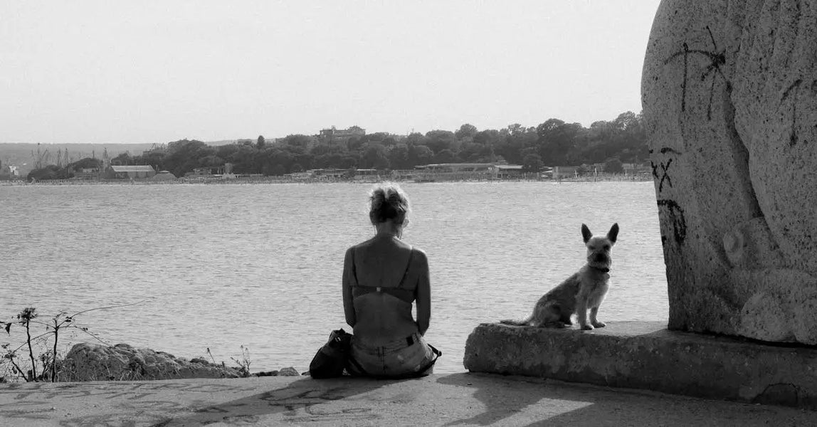 Lost Pet Prevention: How to Stop Your Dog or Cat Going Missing in the UK