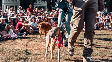 How to Make Your Pet Instantly Identifiable: Quick and Effective Solutions for UK Owners