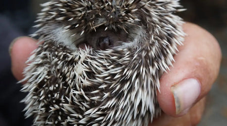 Must-Have Pet Products for 2025: Healthy, Safe & Stylish Picks for UK Owners