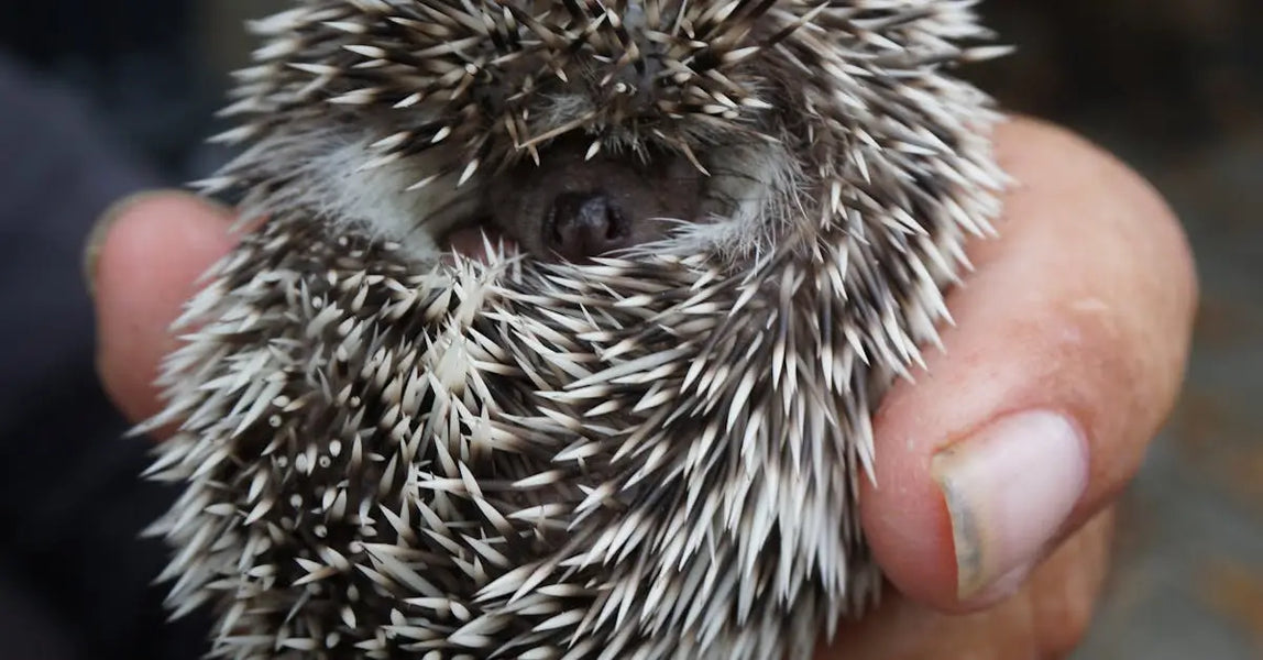 Must-Have Pet Products for 2025: Healthy, Safe & Stylish Picks for UK Owners