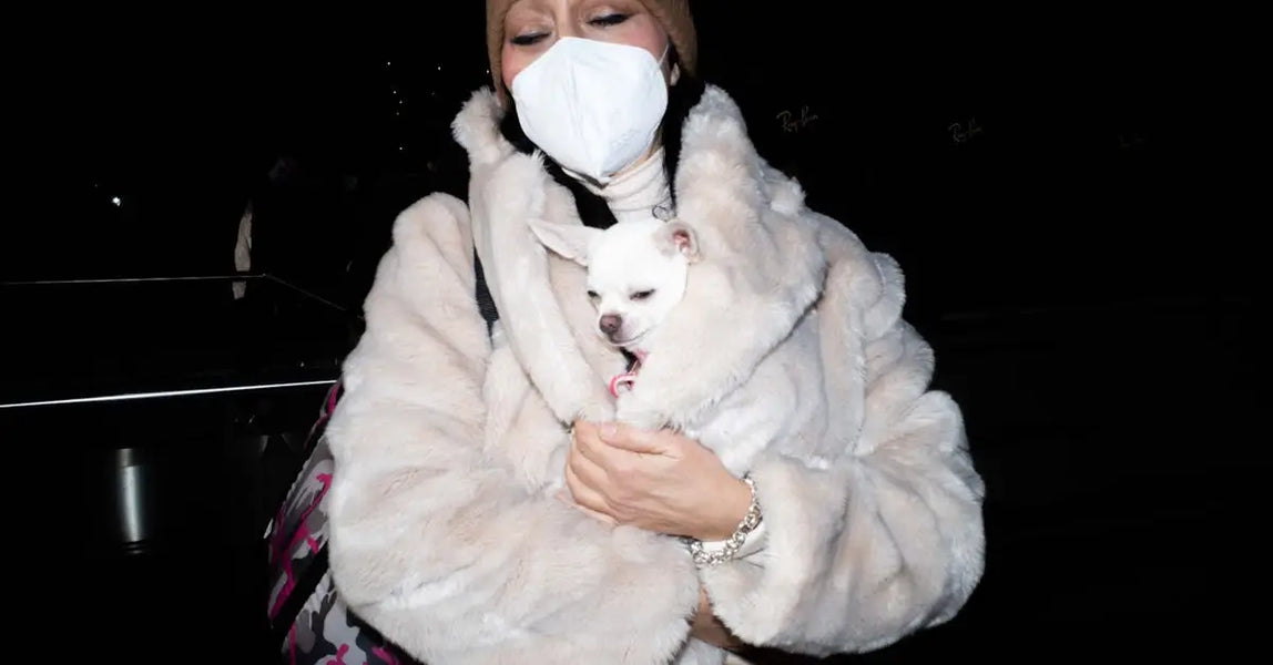 Essential Night-Time Pet Safety Tips: Keep Your Dog or Cat Secure After Dark in the UK