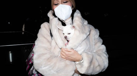 Night-Time Pet Safety: Keeping Your Dog and Cat Secure After Dark in the UK