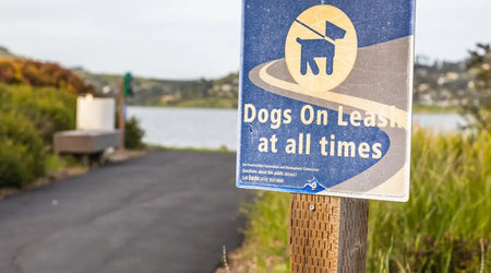 Outdoor Pet Safety in the UK: Essential Tips for Gardens, Parks & Beyond