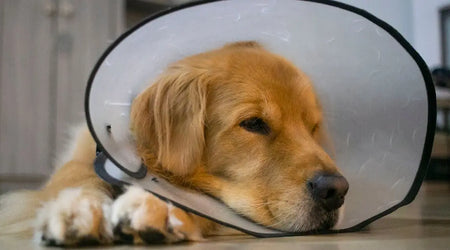 Pet Identification in the UK: Why Accurate Details Matter for Safety and Recovery