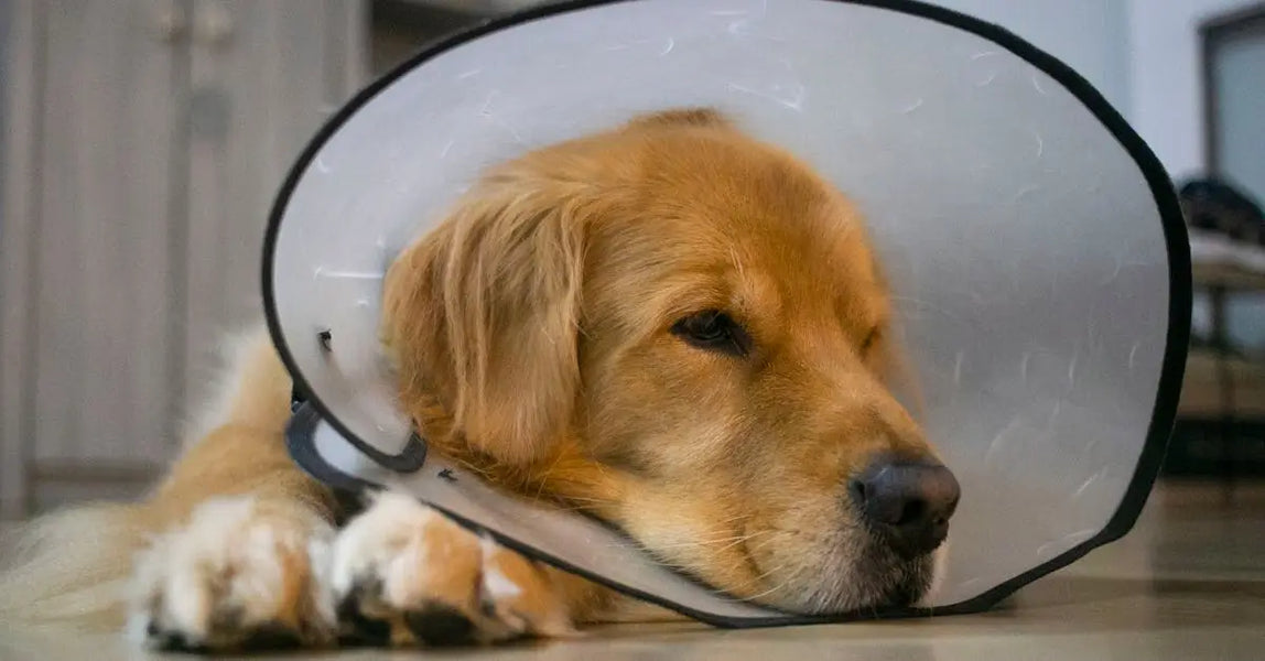 Pet Identification in the UK: Why Accurate Details Matter for Safety and Recovery