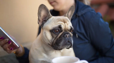 Reuniting Faster: The Complete Guide to Pet Owner Contact Info for UK Safety