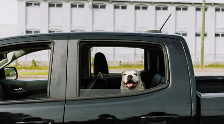 Pet Safety on the Move: Essential Tips for Secure UK Car Journeys with Your Dog or Cat
