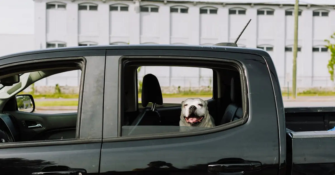 Pet Safety on the Move: Essential Tips for Secure UK Car Journeys with Your Dog or Cat
