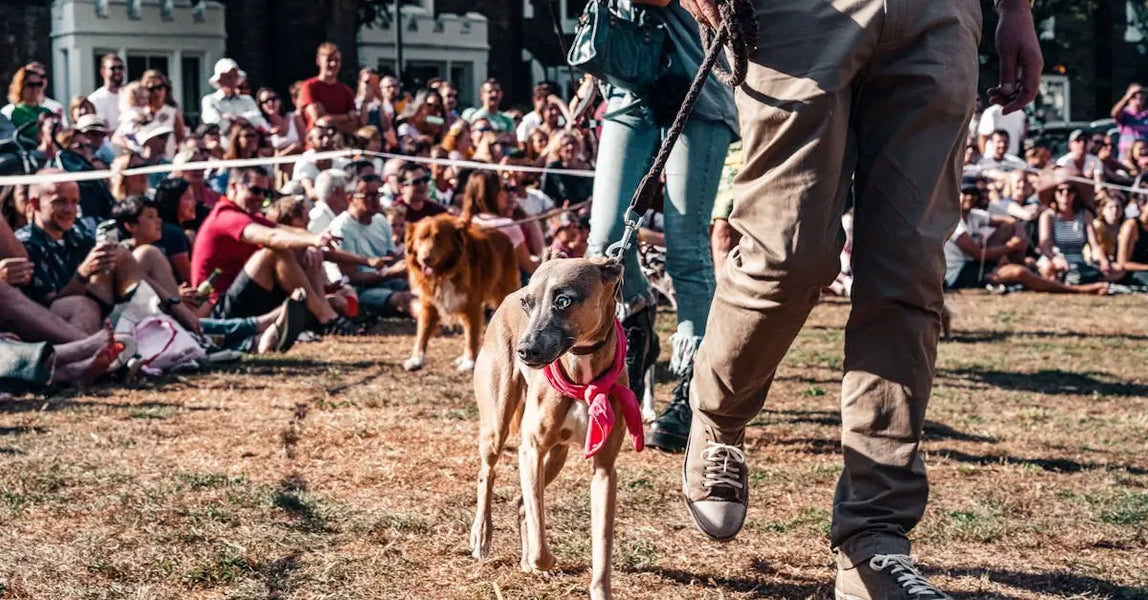 How to Keep Your Pet Safe During UK Festivals and Public Events