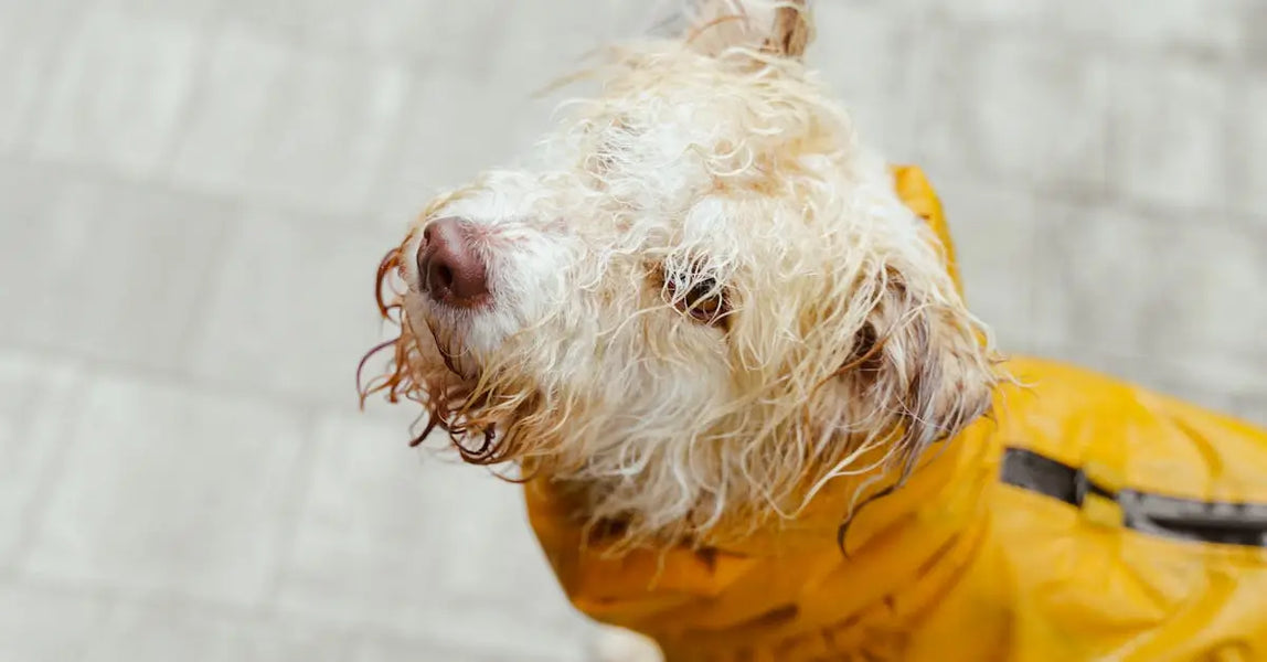 Rain or Shine: The Complete UK Guide to Pet Safety in Unpredictable We ...