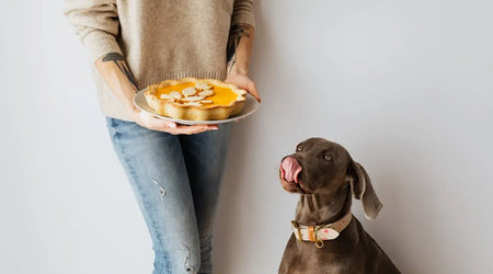 Top-Rated Pet Treats, Food & Comfort Picks for UK Pets in 2025