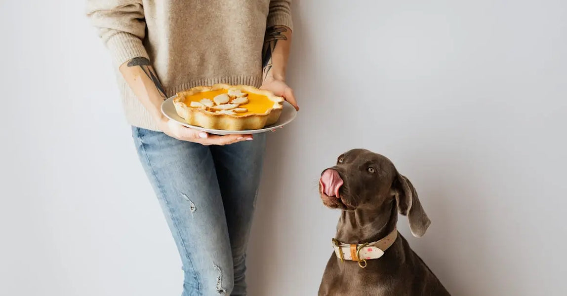 Top-Rated Pet Treats, Food & Comfort Picks for UK Pets in 2025