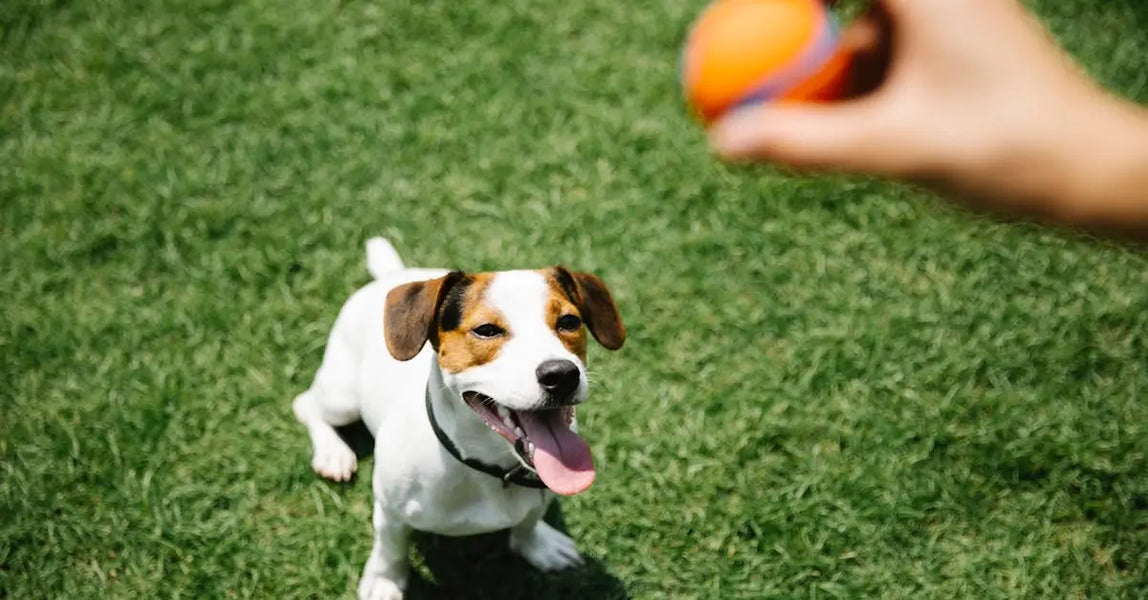 How to Prepare for a Lost Pet Emergency: Your Action Plan for UK Owners