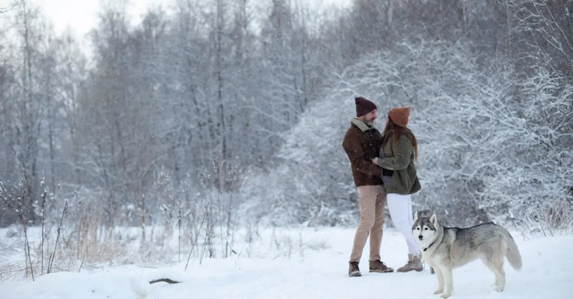 Lost and Found: Real Stories of UK Pets Reunited Thanks to QR Code ID Tags