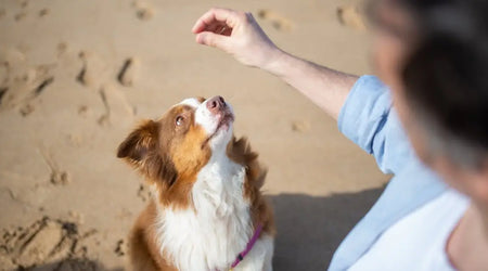 Smart Buys for Safer, Happier Pets: Top Pet Products UK Owners Love in 2025