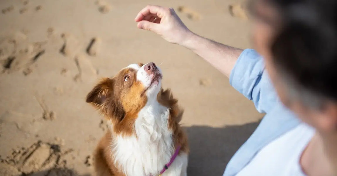 Smart Buys for Safer, Happier Pets: Top Pet Products UK Owners Love in 2025