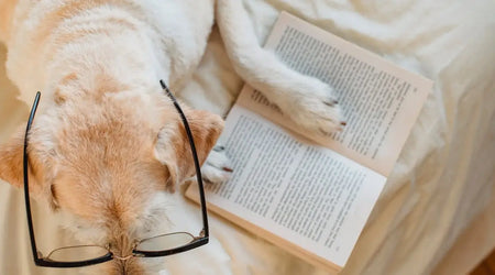 Smart Pet Essentials for 2025: Top Products for a Safer, Happier Home