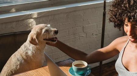 Smart Pet Picks for 2025: Top Products Every Responsible UK Owner Needs